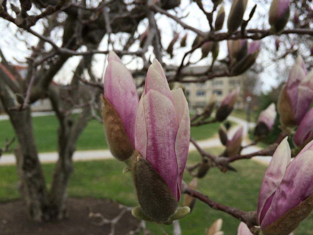 Flowers on the Magnolia